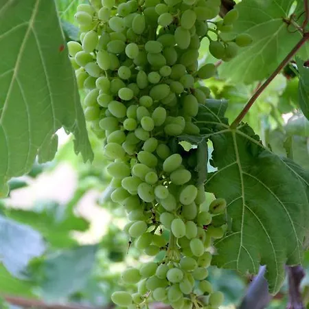 Aparthotel Kathys Island Retreat