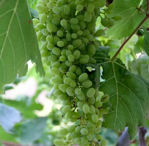 شقة فندقية Kathys Island Retreat